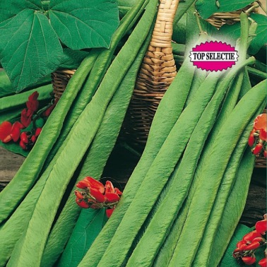 Runner bean Armstrong (Phaseolus coccineus) 35 seeds